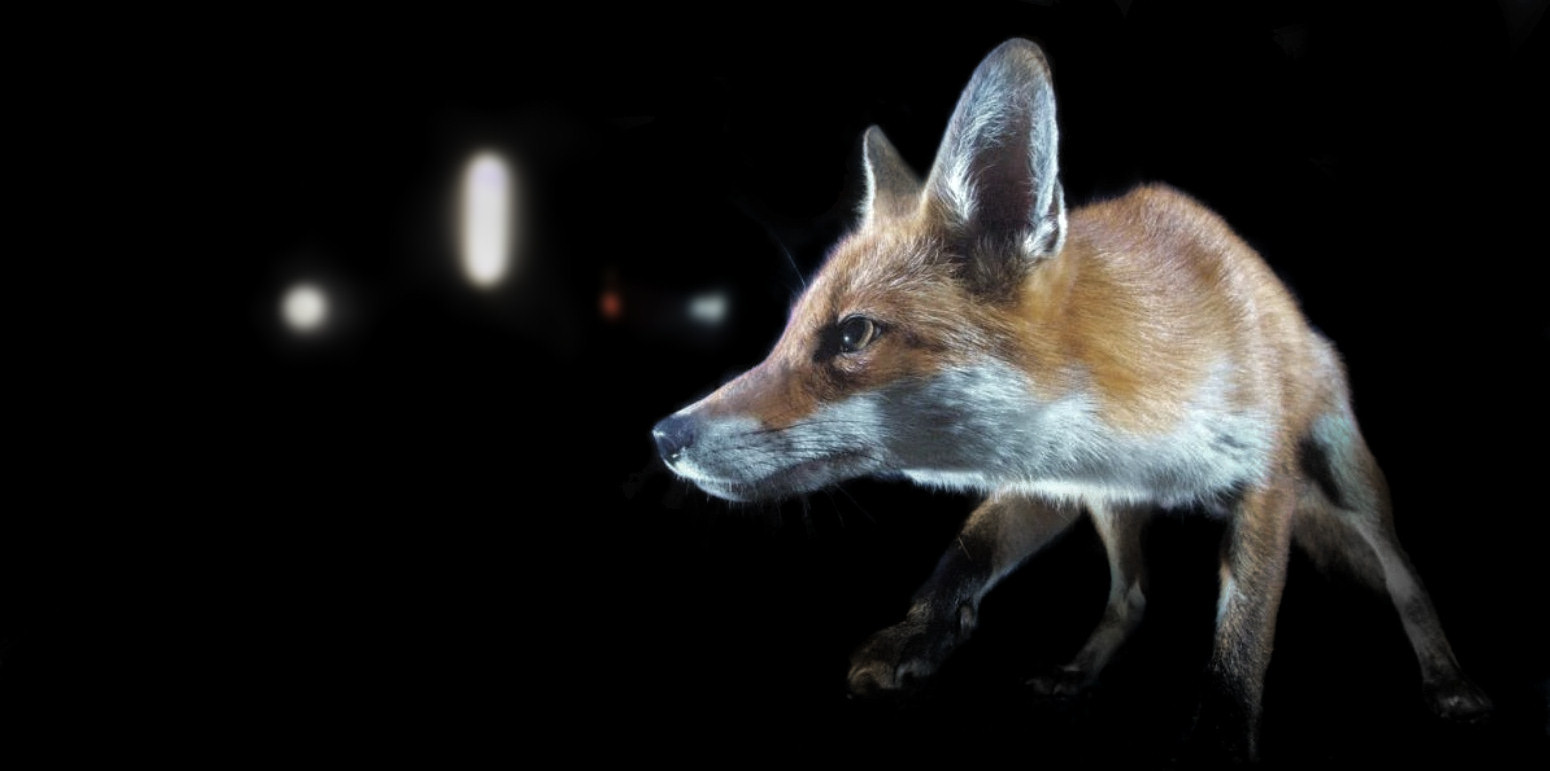 City or urban fox in Hereford