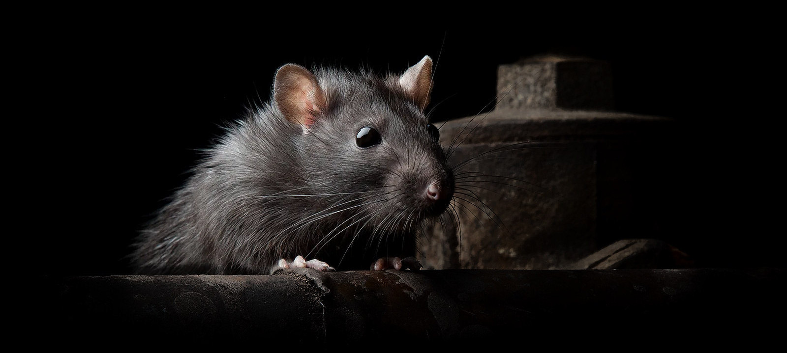 Rat pest in Herefordshire